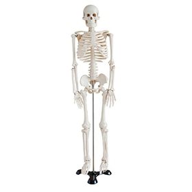 Medium skelet, anatomisk model, 85 cm