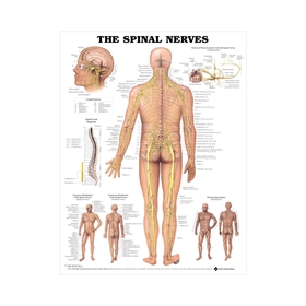 Spinalnerver lamineret anatomisk plakat 51x66 cm
